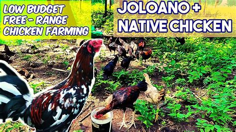 Free Range Chicken Farming Joloano Native Chicken Part 1 Youtube