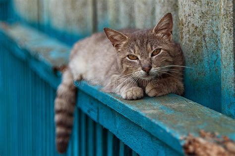 Beautiful Grey Cat Sitting On The Fence Stock Photo