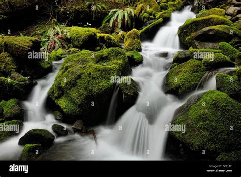 Waterfalls And Mossy Cascades In A Stream Along The Trail To Sol Duc