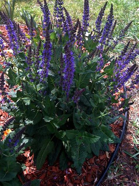 Many native and adapted flowers that can thrive in texas conditions to bring color and beauty throughout the year. 'Henry Duelberg' Salvia. Texas native plant. Not preferred ...