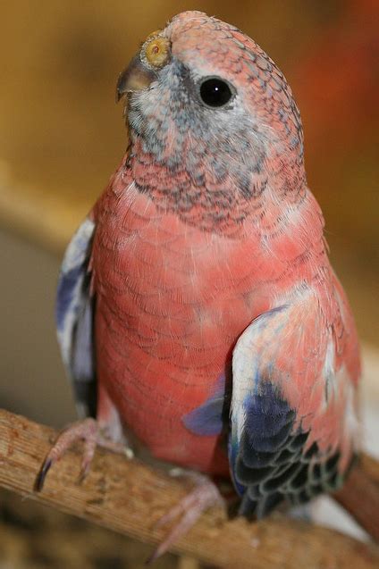 Rosey Bourkes Parakeet Birds Parakeet Pet Birds
