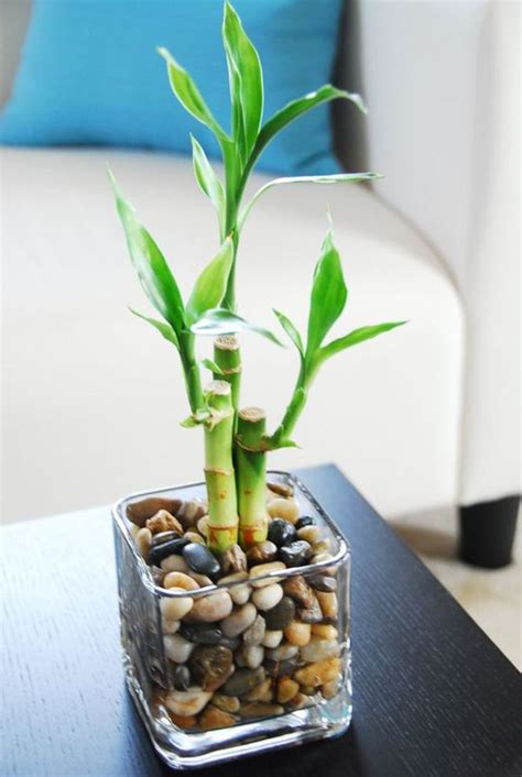 It's happy growing in soil or water but has the longest life when if you choose to grow your bamboo in water, make sure the roots always stay covered with water. 37 Indoor Water Garden Ideas That Refresh Your Interiors ...