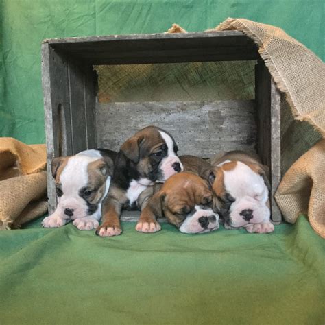 If you are looking to adopt or buy a bulldog take a look here! Olde English Bulldogge Puppies For Sale | Mansfield, OH ...