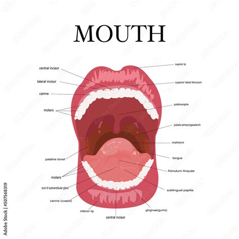 Human Mouth Anatomy Open Mouth Explaining Stock Vector