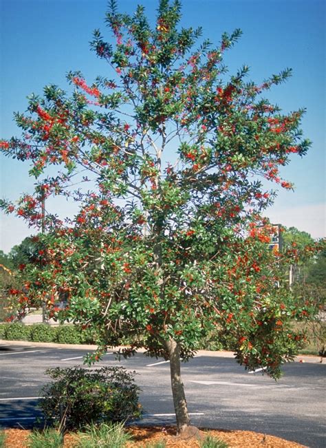 Ilex Cassine Dahoon Holly Tree Form Siteone