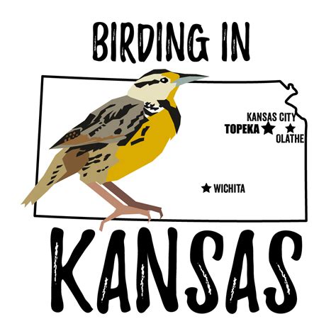Birds In Kansas Bird Watching Academy
