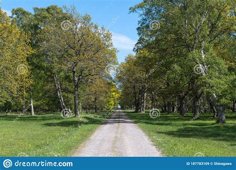 Beautiful Trail In Spring Season Stock Image Image Of Outdoor