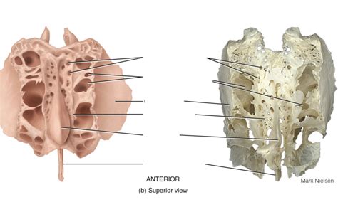 Ethmoid Bone Superior View Diagram Quizlet