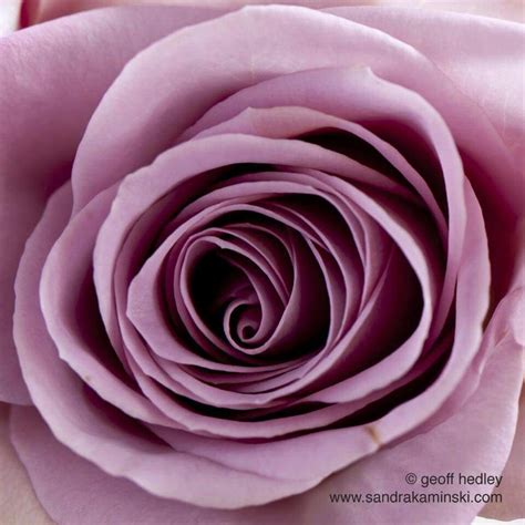 The Perfect Rose Rose