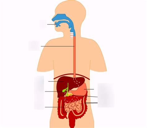 Organs Of The Digestive System Diagram Quizlet
