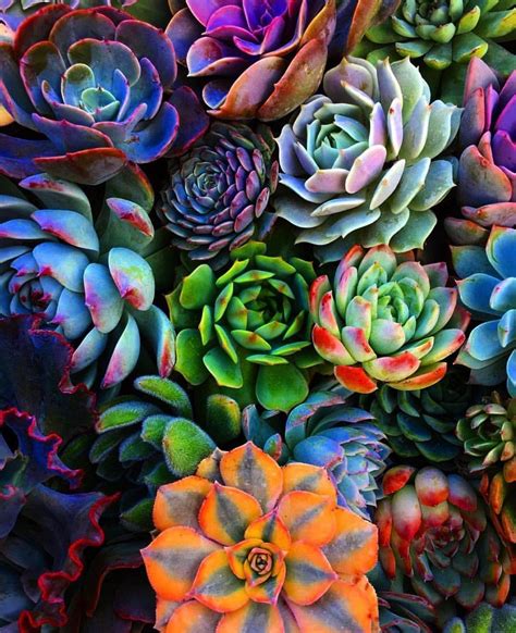 Succulent Garden Wallpapers Top Hình Ảnh Đẹp