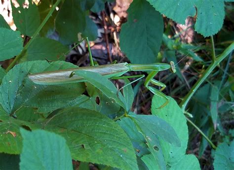 Praying Mantis Habitats Praying Mantis Plant Leaves