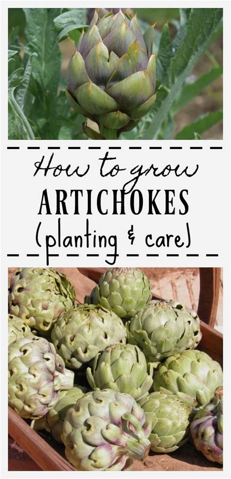 How To Grow Artichokes Artichoke Planting And Care Growing