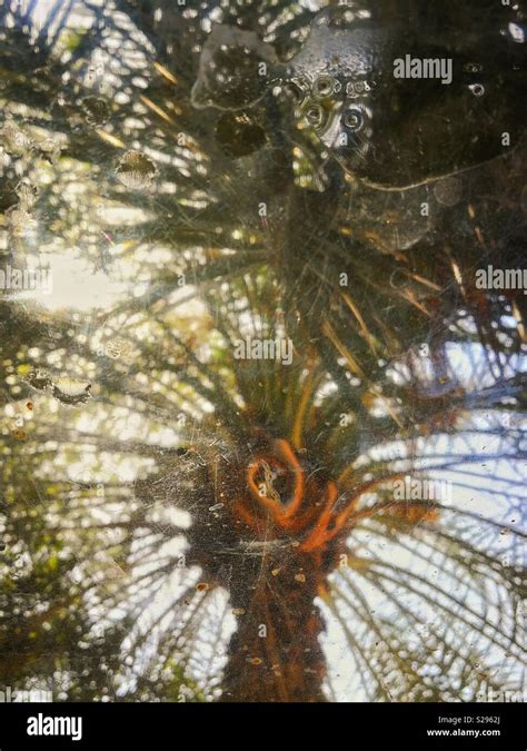 Abstract Reflection Of Palm Tree Date Tree Stock Photo Alamy