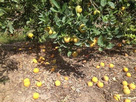 Florida Citrus Greening Decimates Crops Nbc News