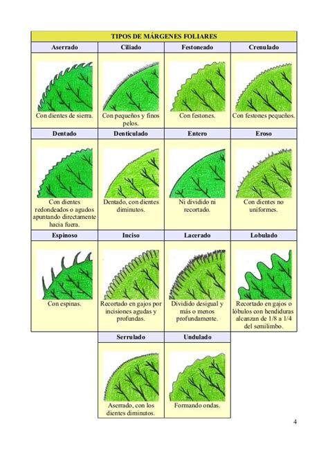 Tipos De Hojas En 2021 Diferentes Tipos De Hojas Árboles Y Arbustos