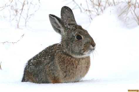 Photo Gallery Cottontail Rabbit In The Snow