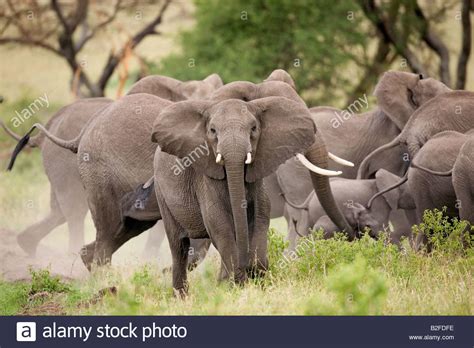 Elephant Herd Protecting Very Young Calf Loxodonta