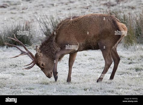 Red Deer Stag In The Highlands Of Scotland Stock Photo Alamy