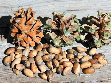 The Nutty Coffee That Fuels New Mexico Wild Food Foraging Pine Nuts