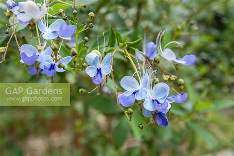 We are open for sales at the nursery 10am to 5pm, 7 days a week. GAP Gardens - Clerodendrum ugandense Blue butterfly bush ...
