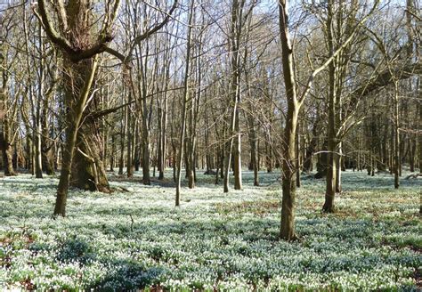 Snowdrop Gardens To Visit This February The English Garden