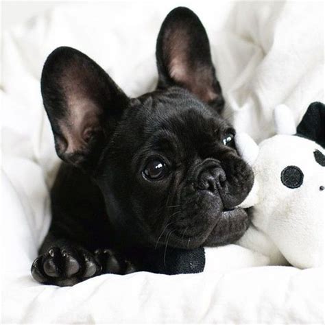 French Bulldog Puppies Cute Pets Lovers