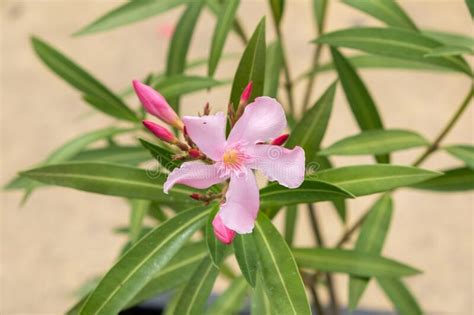 Oleander Sweet Oleander Rose Bay Nerium Oleander L Stock Photo