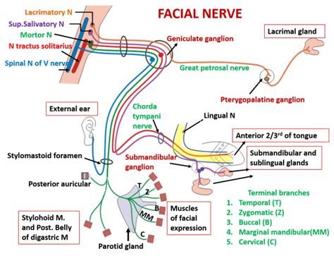 Ear And Facial Nerve Anatomy