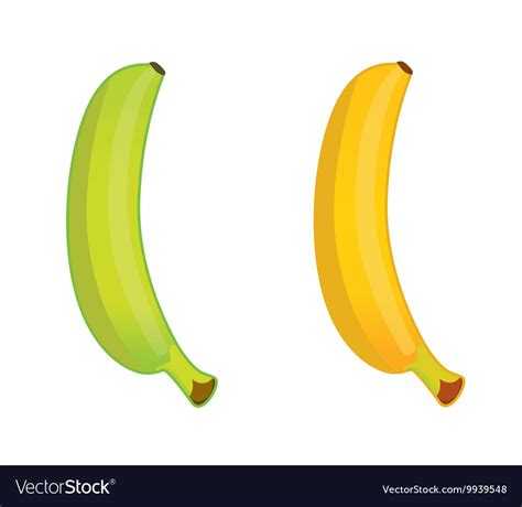 Green And Ripe Banana Royalty Free Vector Image