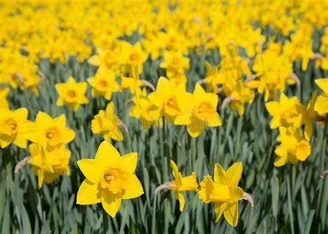 Field Of Bright Yellow Daffodils Stock Image Image Of Landscape