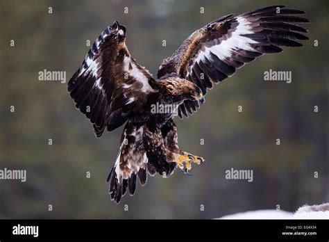Frozen Golden Eagle Aquila Chrysaetos Landing Utajärvi Finland Stock