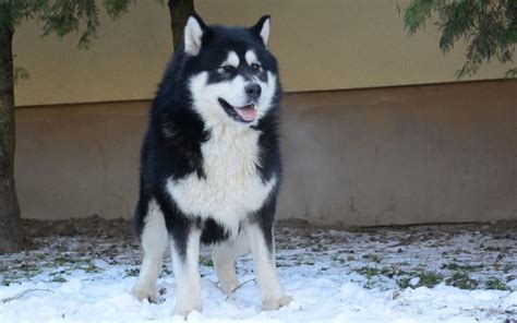 Alaskan Malamute Breed Dog Breed Information And Pictures