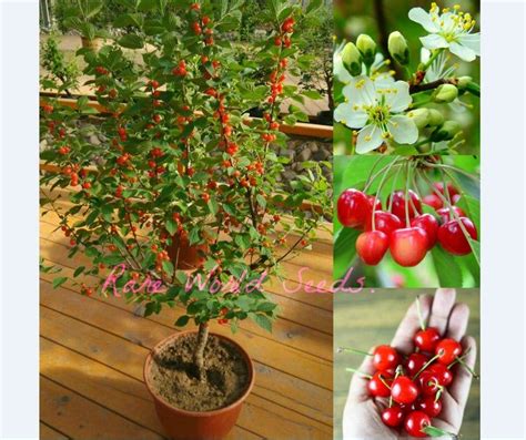 Spring flowering trees like flowering plum, crabapple, dogwood, redbud, magnolia, and flowering cherry trees, such as the yoshino cherry tree and what are the best dwarf flowering trees? NEW! Dwarf Cherry tree 'Romeo' HARDY into Zone 2!! in or ...