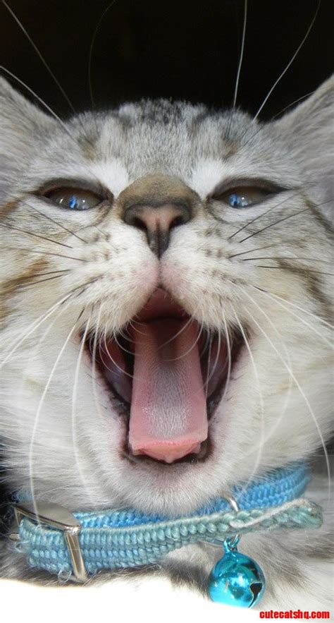 Yawning Kitty Cute Cats Hq Pictures Of Cute Cats And Kittens Free