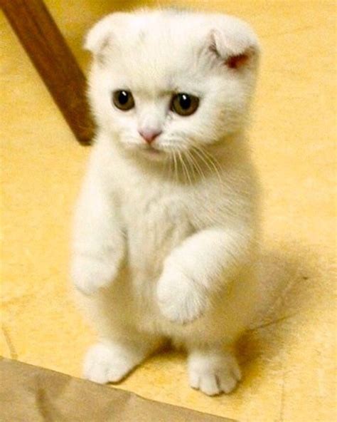 Scottish Fold Are Too Precious Cat Cutecat Cute Fluffy Fluff