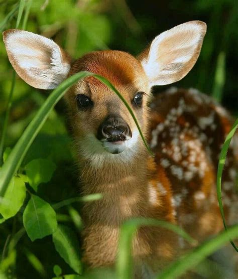 Cute Little Baby Fawn Cute Animals Cute Baby Animals Pictures Cute