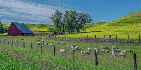Peace In The Pasture A Palouse Farm Photograph By Marcy Wielfaert