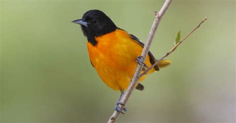 Baltimore Oriole Migration Map 2018 Maping Resources