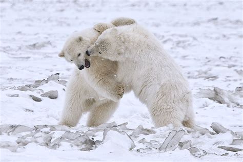Safety How Do People Safely Trek In Polar Bear Country The Great