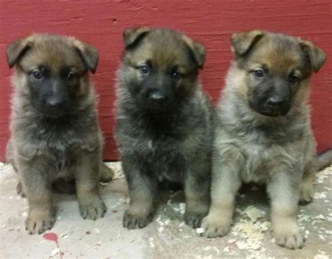 Registered Sable Female German Shepherd Puppies For Sale In
