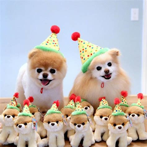 54 Best Pomeranian Birthday Images On Pinterest