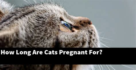 How Long Are Cats Pregnant For Explained