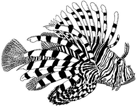 Search through 623,989 free printable colorings at getcolorings. Lionfish coloring, Download Lionfish coloring for free 2019