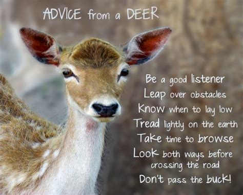 Advice From A Deer Optimism Quotes Facebook Quotes River I Good