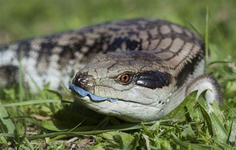 After a few weeks of taking mother's care, the young ones wander off on their own in search of food. A Guide to Caring for a Pet Blue-Tongued Skinks