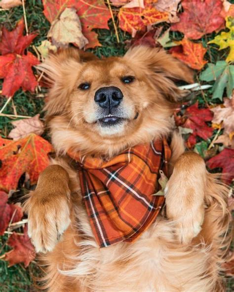23 Funny Fall Animal Pictures That Are So Cute Youll Smile Fall Dog