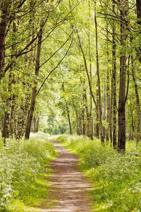 Sunny Summer Forest Stock Image Image Of Footpath Lane 25227271
