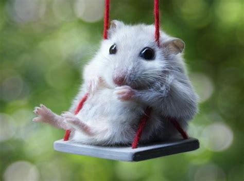 Hamsters are famous for running endlessly on small wheels, but their actual lives are usually more adventurous than that. الهامستر
