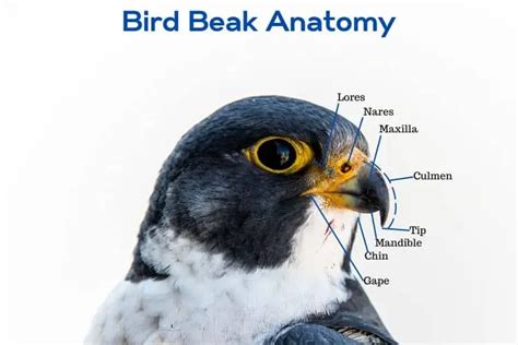 Bird Beaks Anatomy Types And Unique Ones Nature Roamer